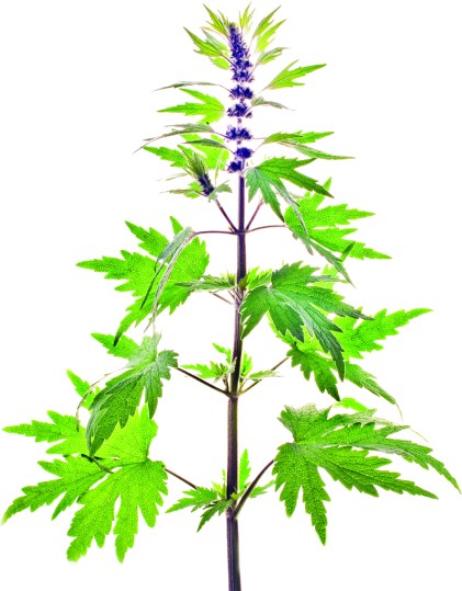 Motherwort